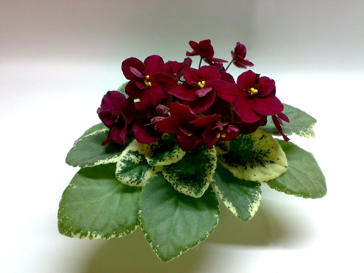 Фиалка полумини Mac's