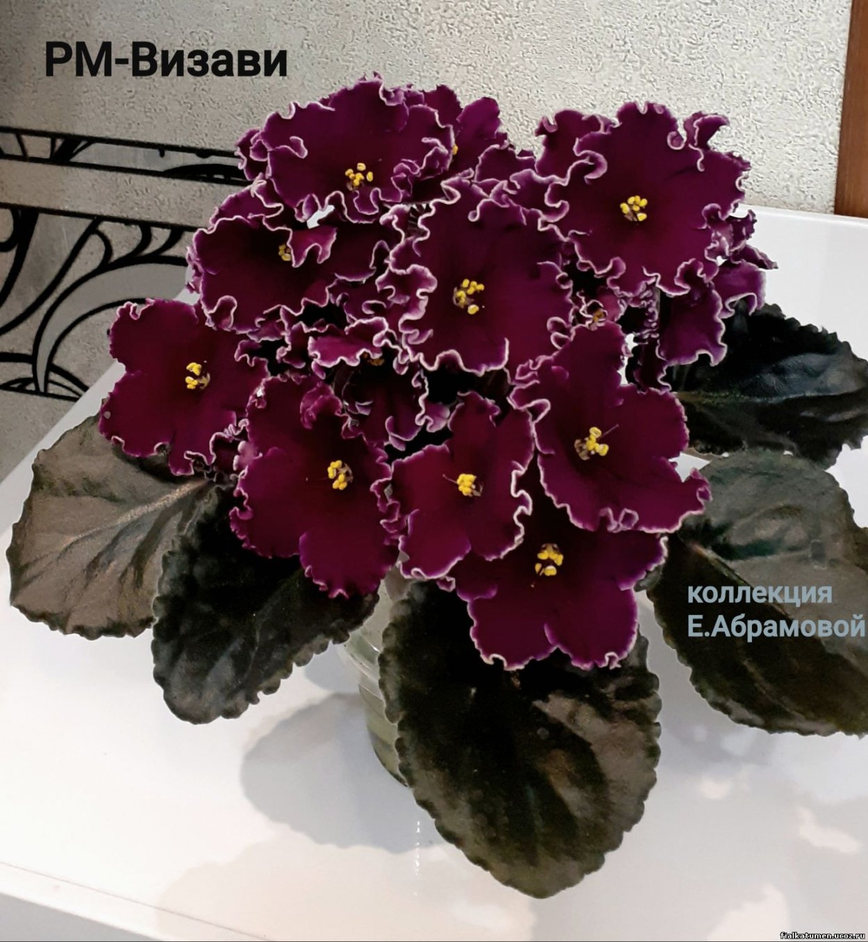 Фиалка бордовые звезды