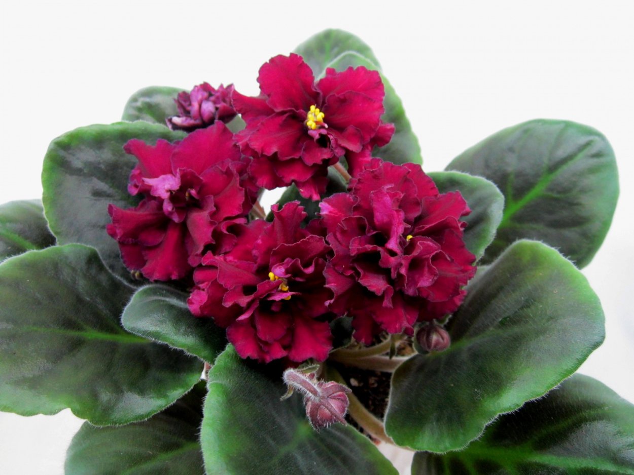 Фиалка ЕК черный бархат