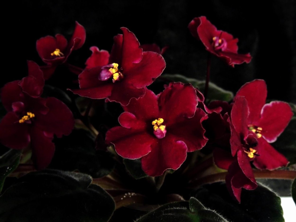 Узамбарская фиалка бордовая