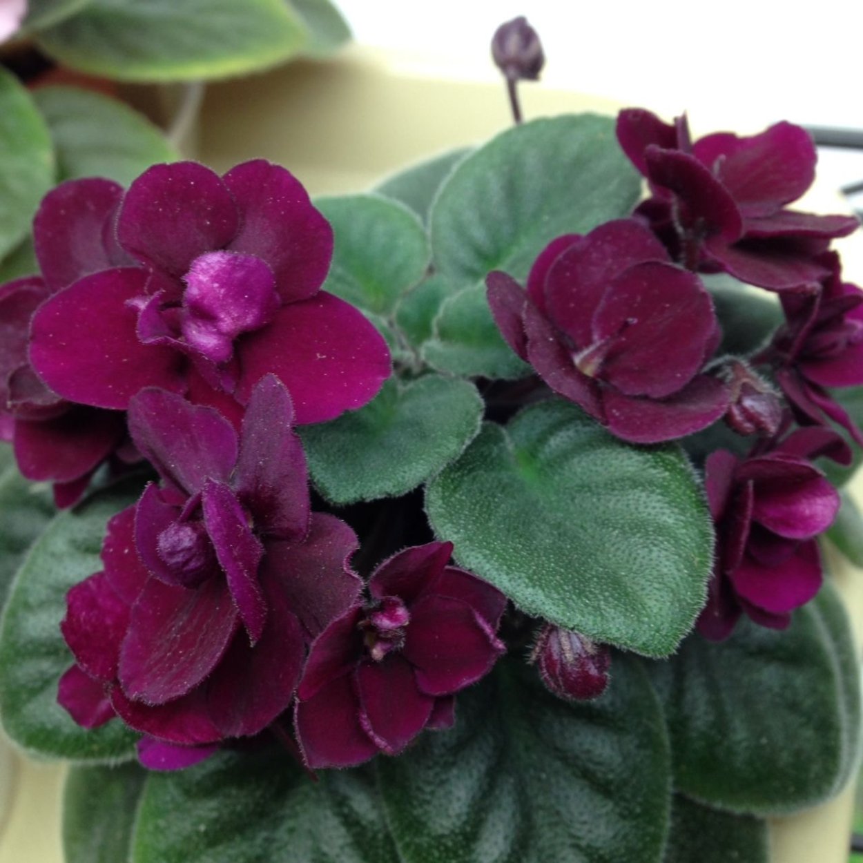 Сенполия precious Red