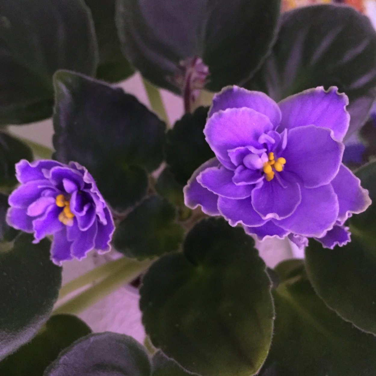 Фиалка Фиеста