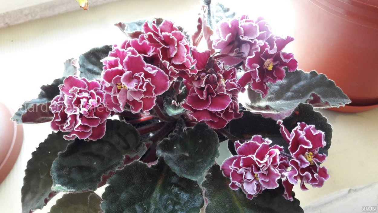 Фиалка эмердженси