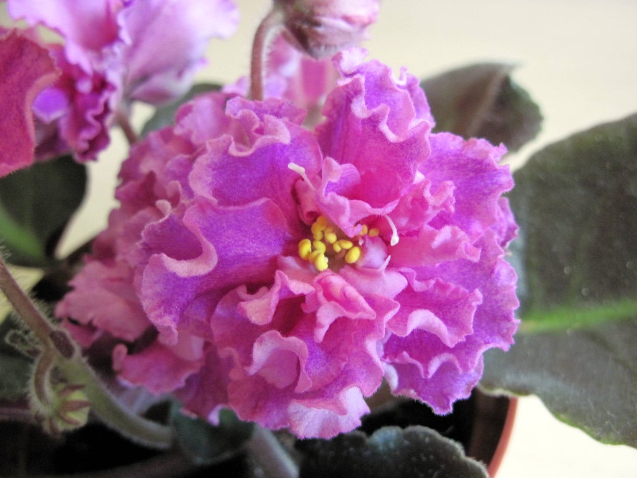 Сенполия ЕК богиня красоты