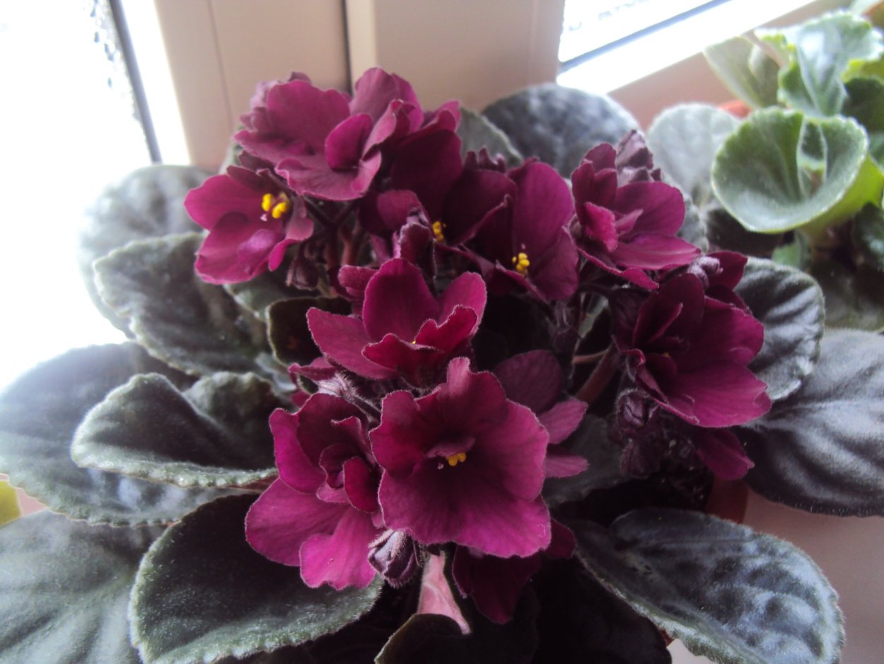 Фиалка Бургундия сорт