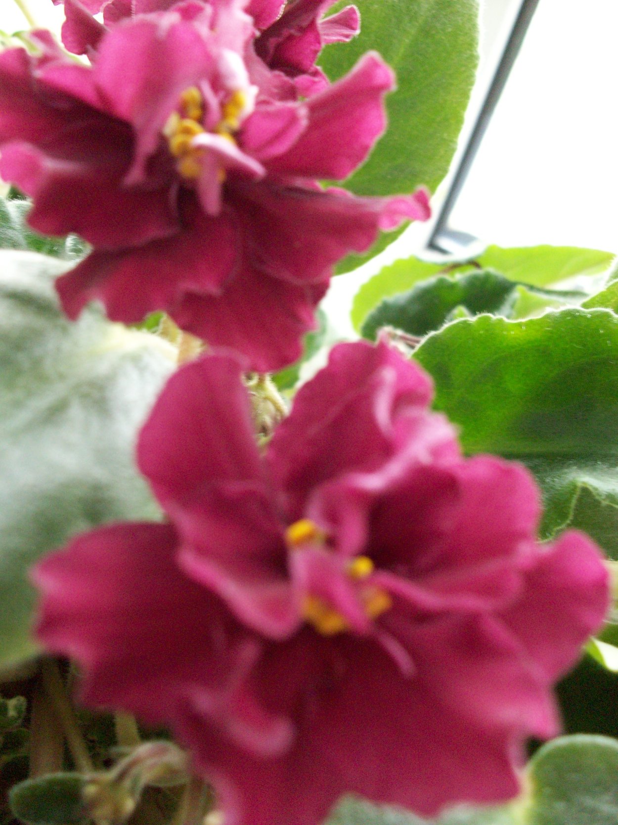 Фиалка бордовая махровая