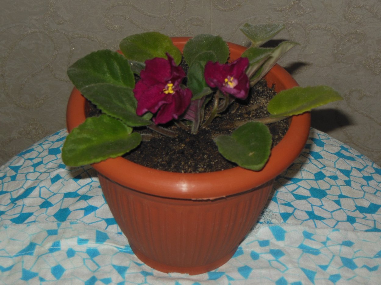 Фиалка Арапаха Миднайт