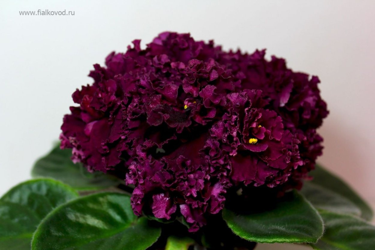 Сорт фиалки Богема