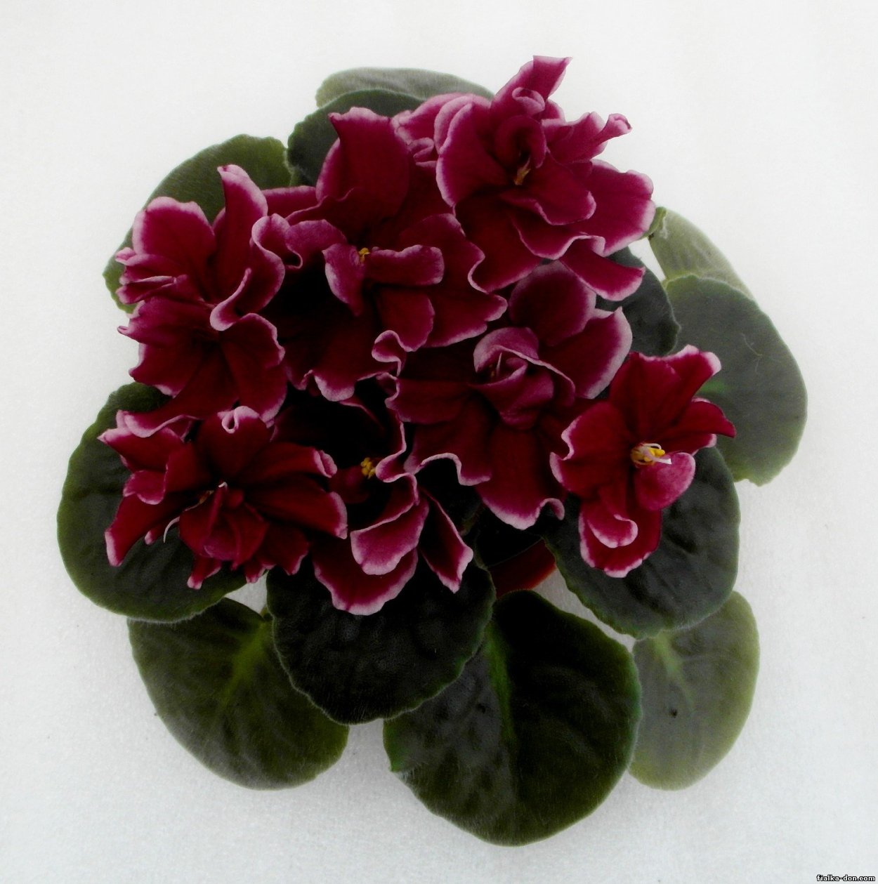 Дикая вишня (Дадоян)