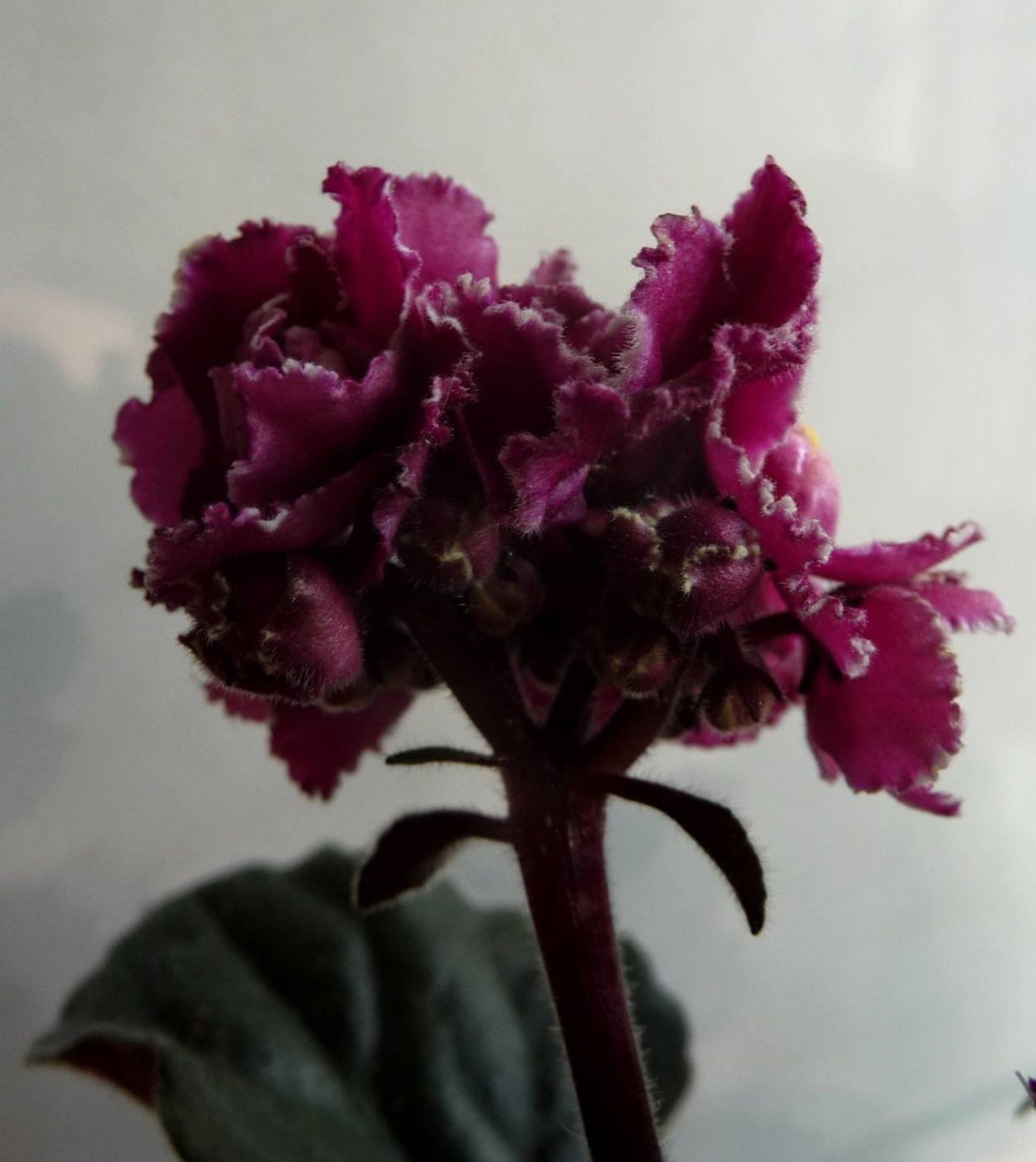 Фиалка бордовая махровая сорт