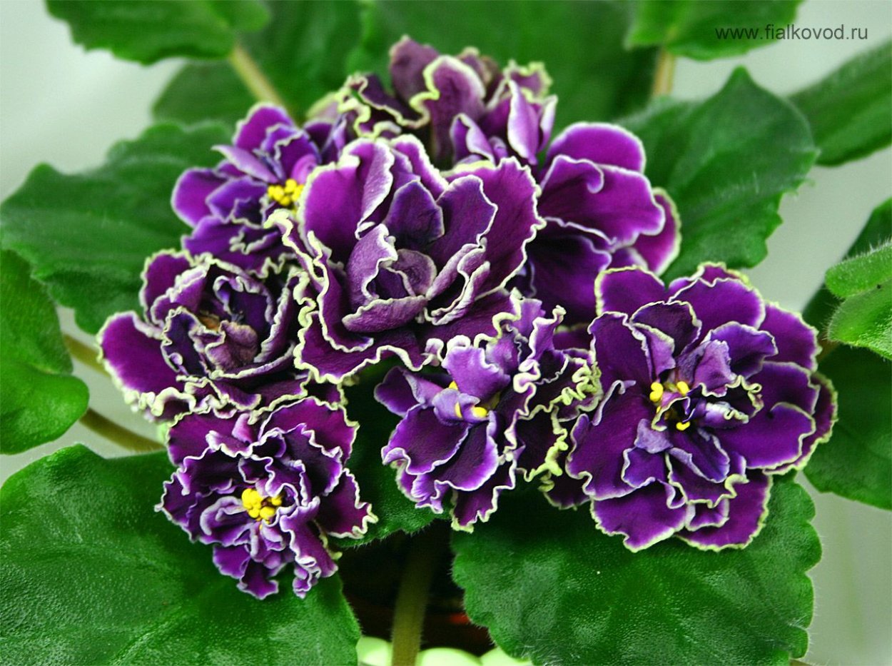 Фиалка Ле Шато Брион