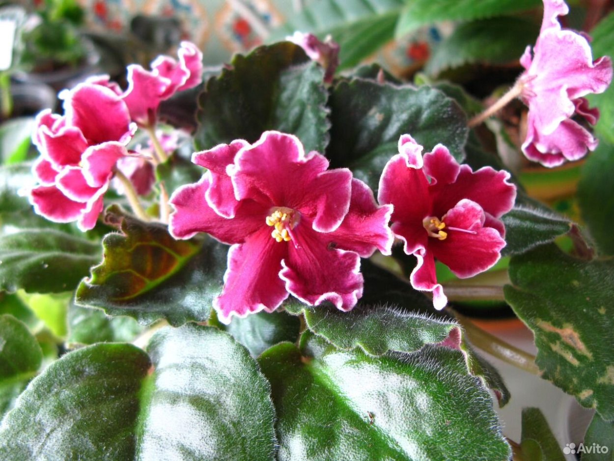 Фиалка Бургундия