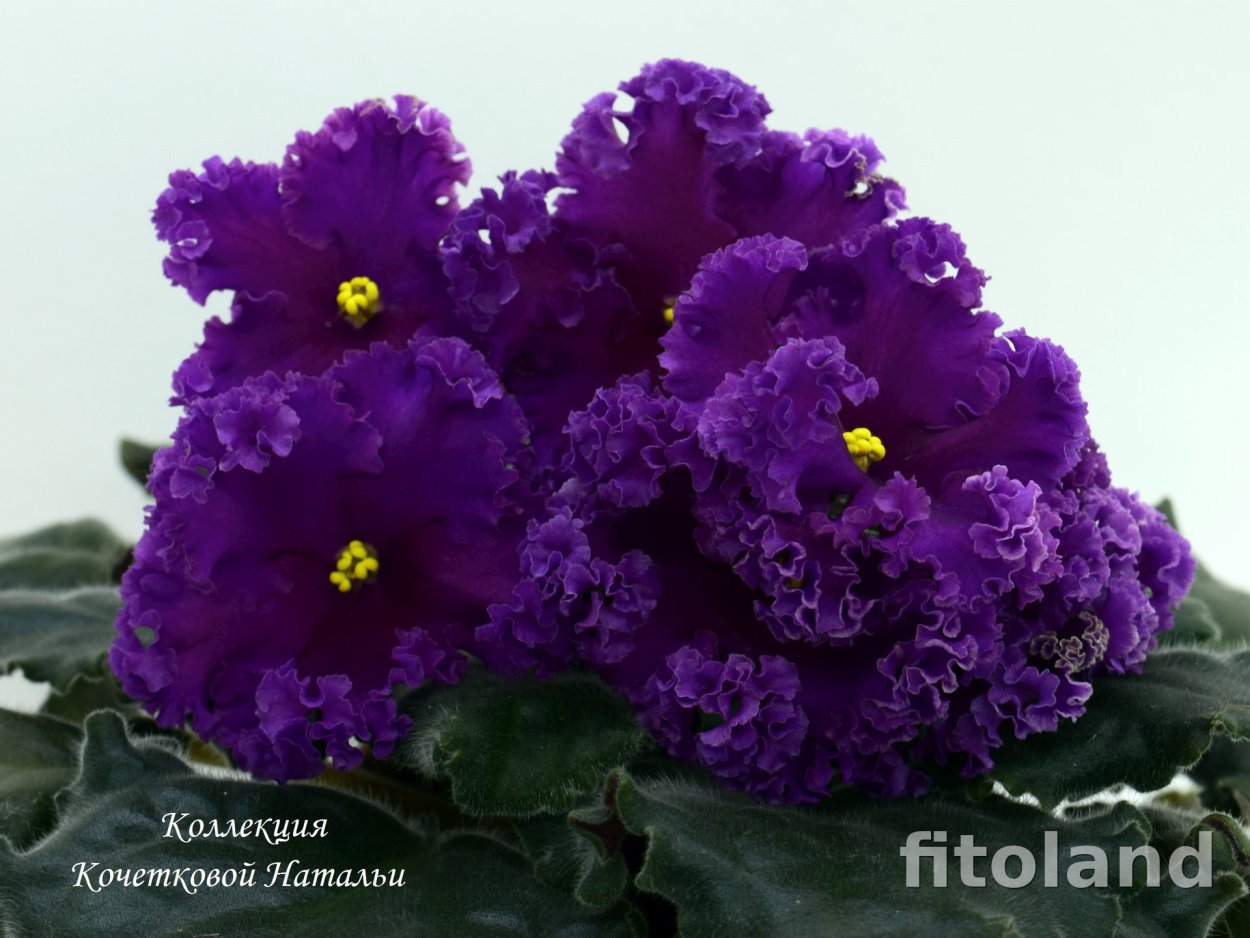 Лик-кружева судьбы фиалка