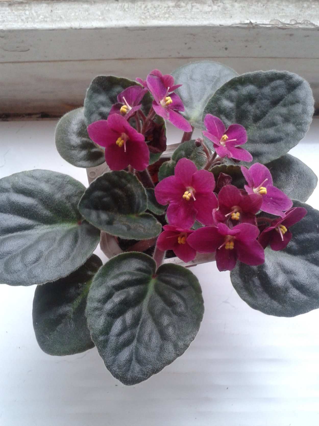 Стартер фиалки