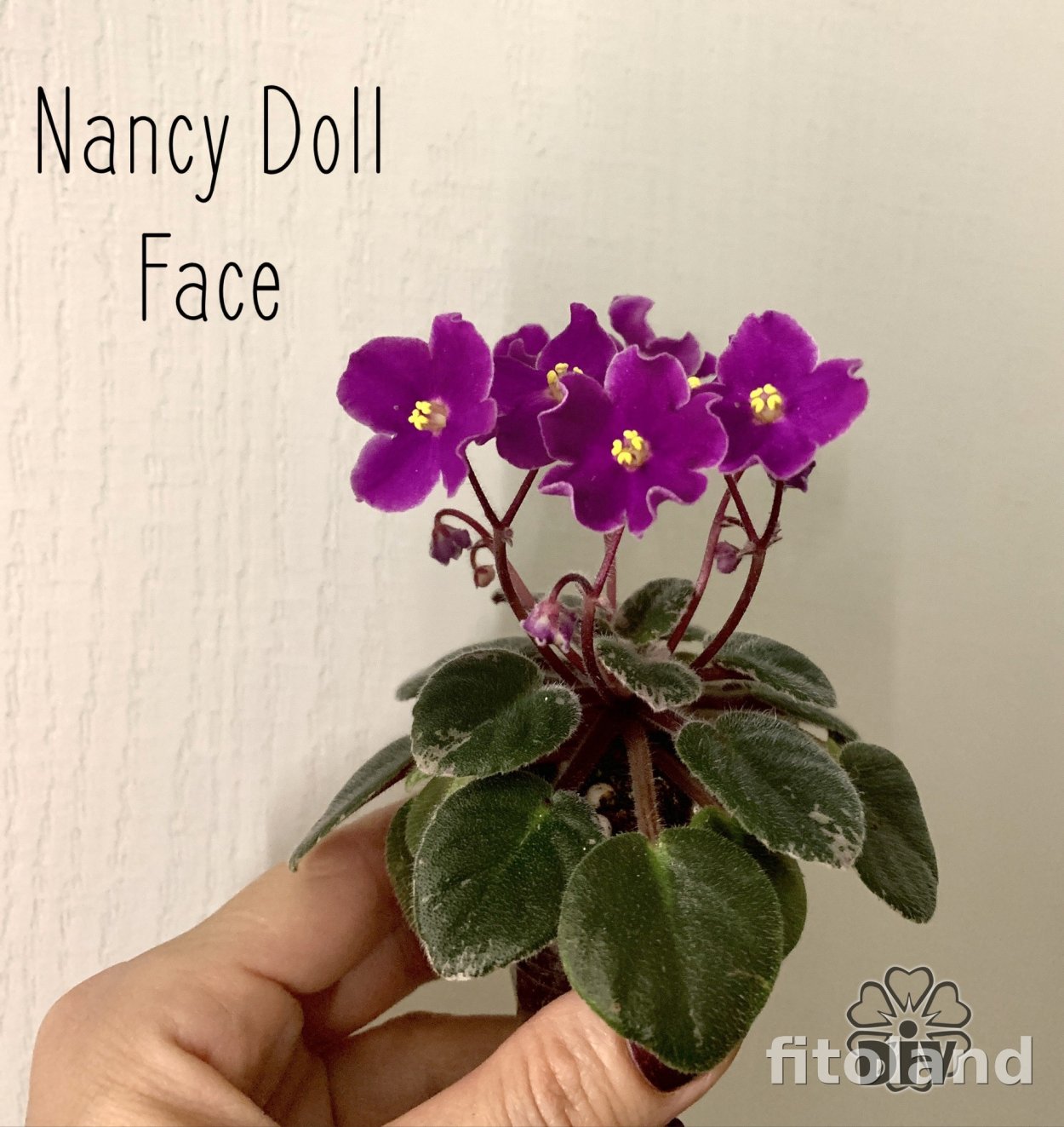 Фиалка Nancy Doll face
