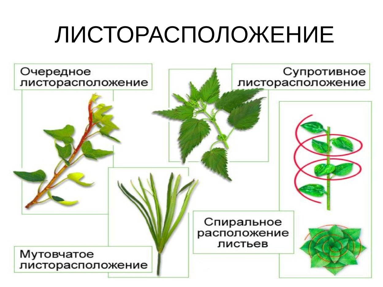 Статьи с меткой: деревья / Статьи / FloraPedia.ru - Энциклопедия растений