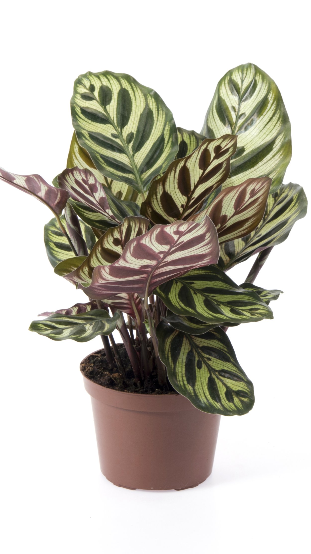 Маранта ктенанта