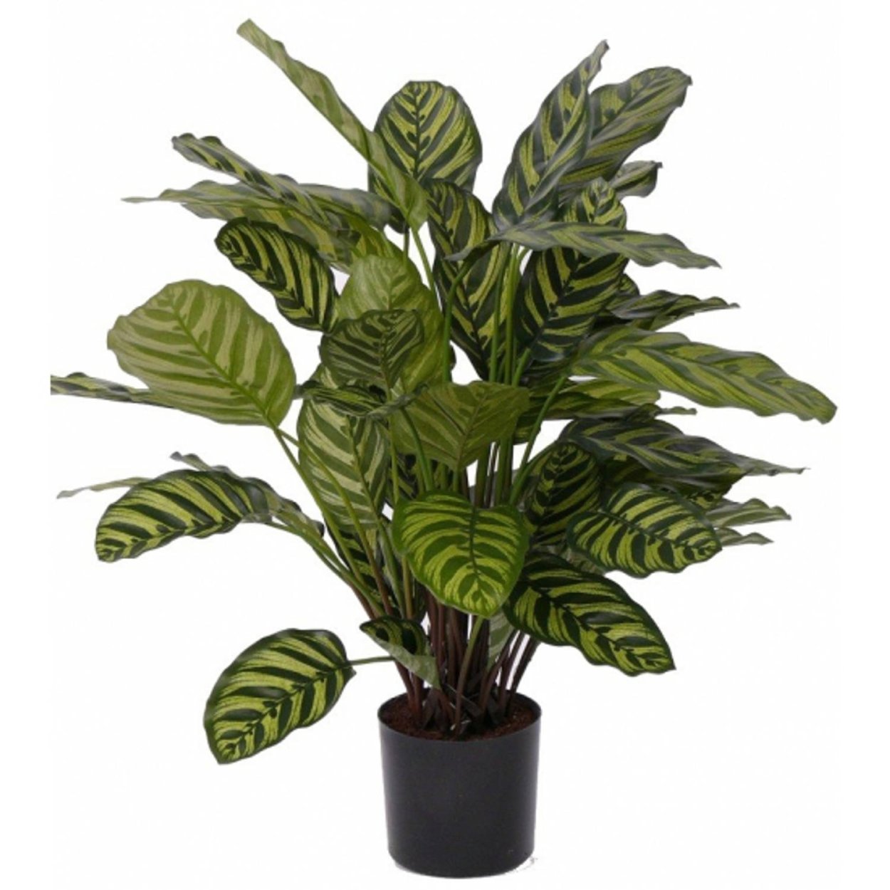 Калатея Макоя