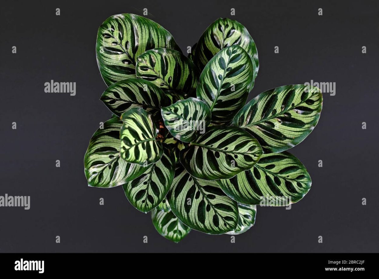 Калатея Макоя