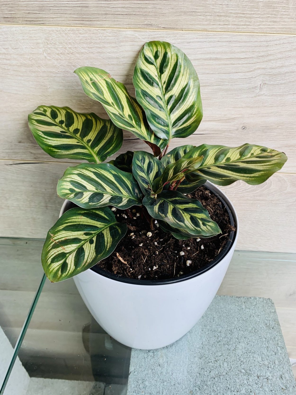 Калатея makoyana