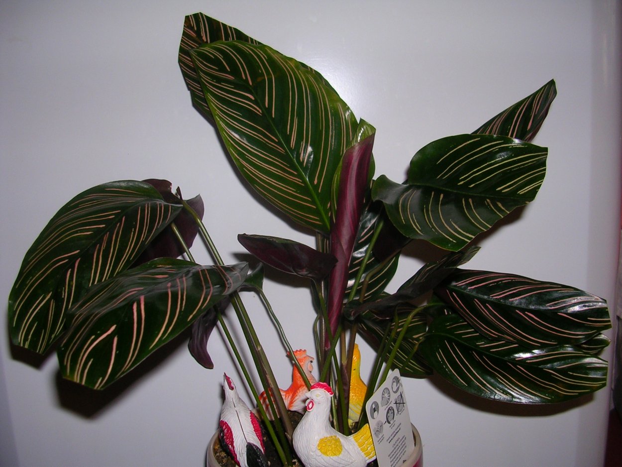 Калатея Макоя