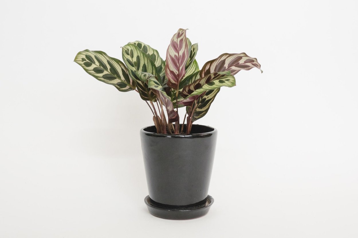 Калатея Макоя Calathea makoyana