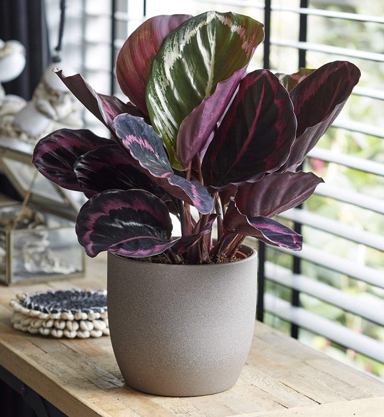 Калатея Бахема