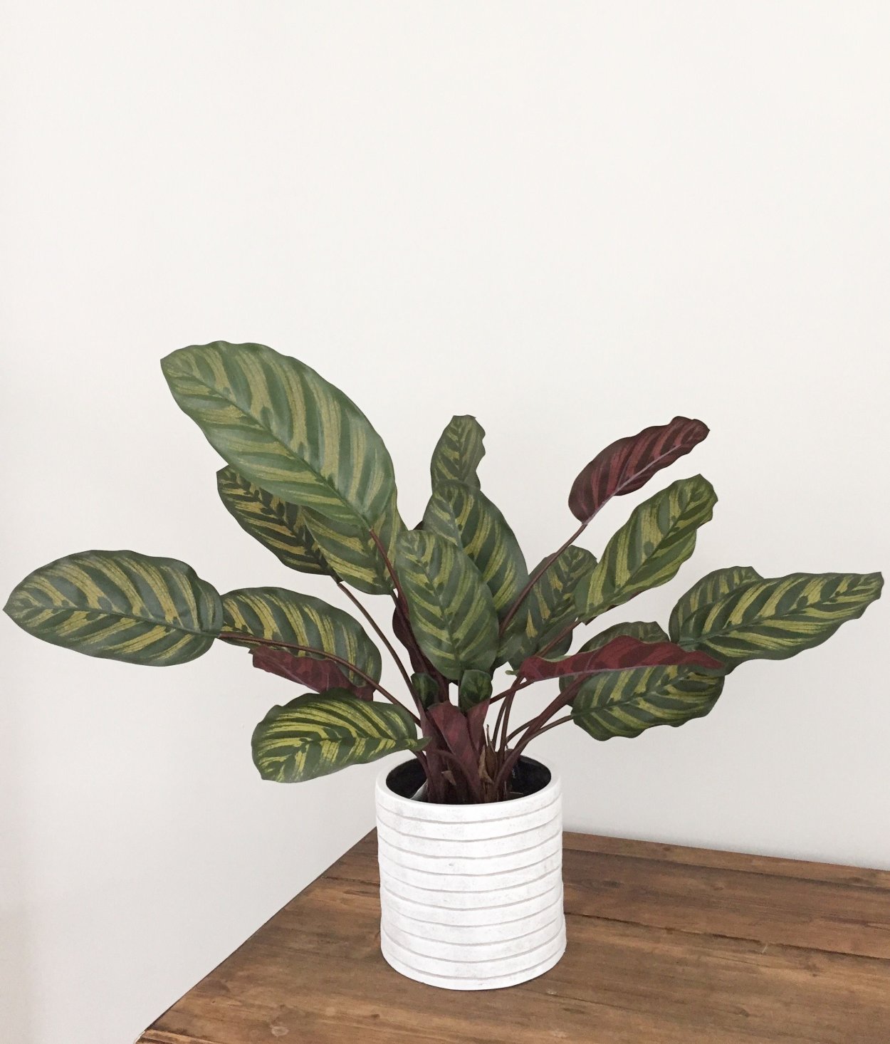 Маранта Макоя