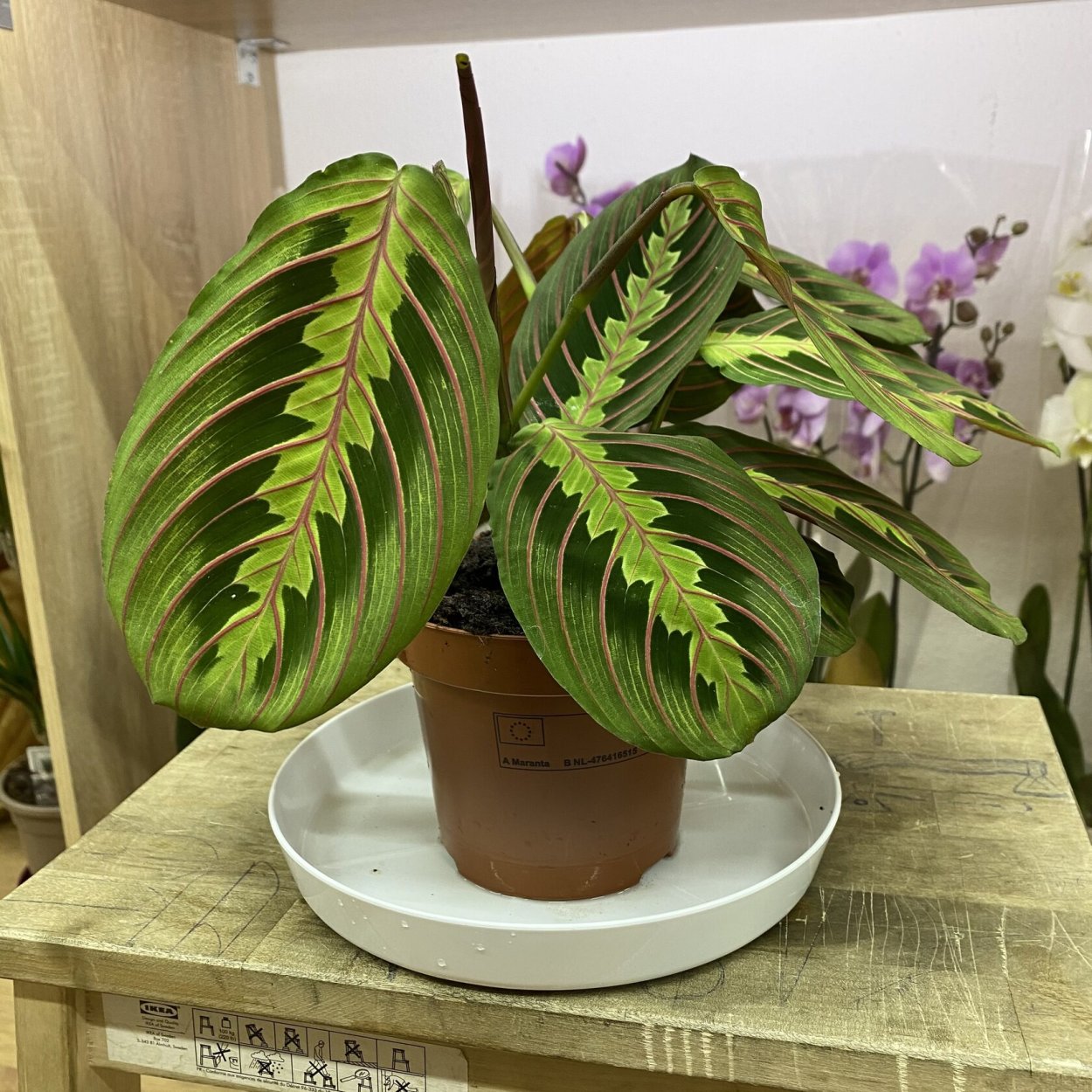 Калатея Макоя