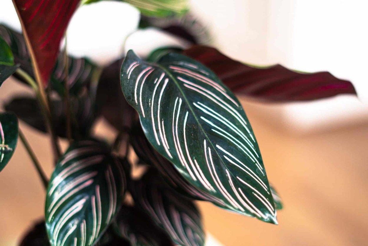 Калатея пинстрайп (Pinstripe Calathea)
