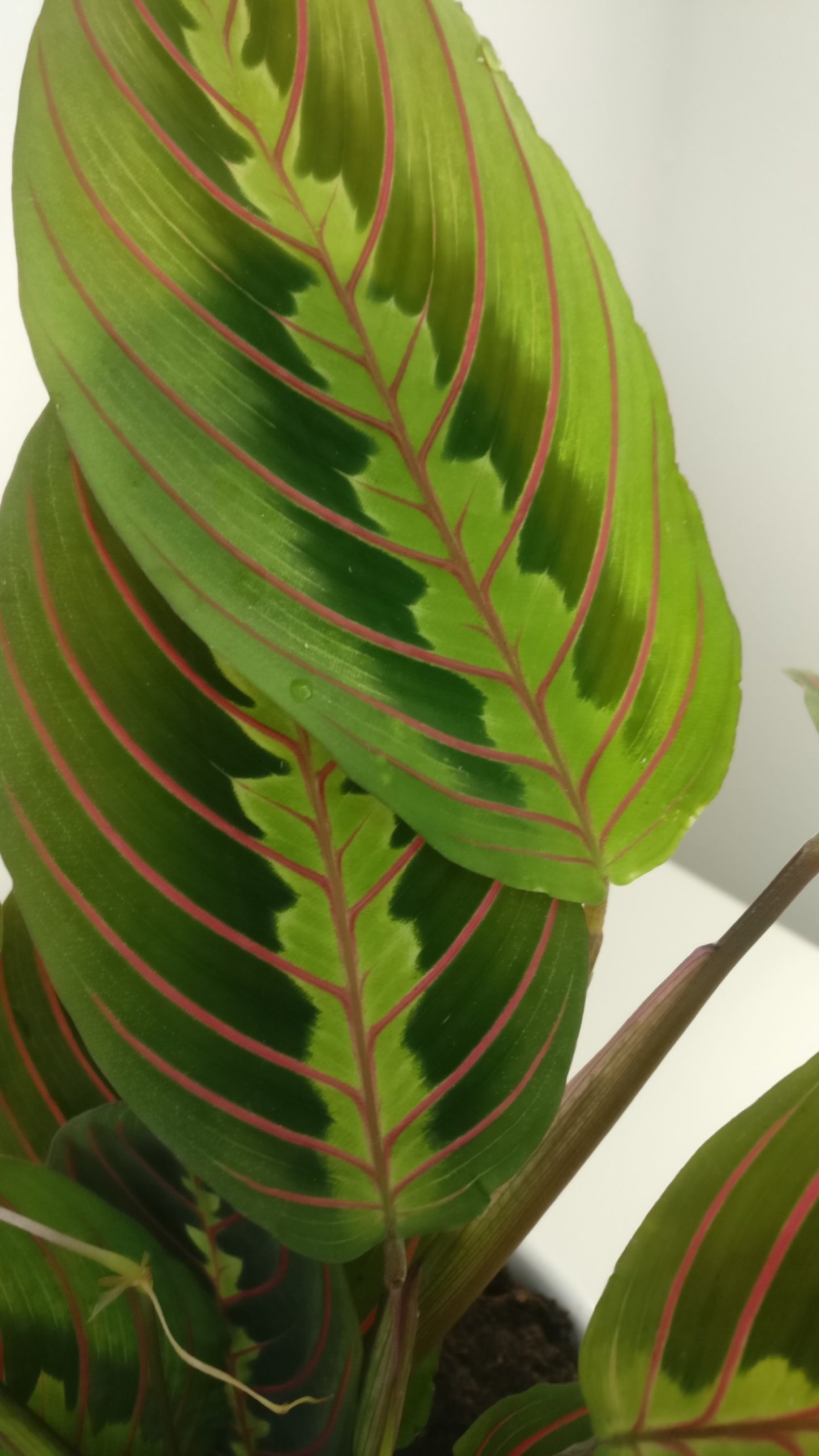 Калатея маранта