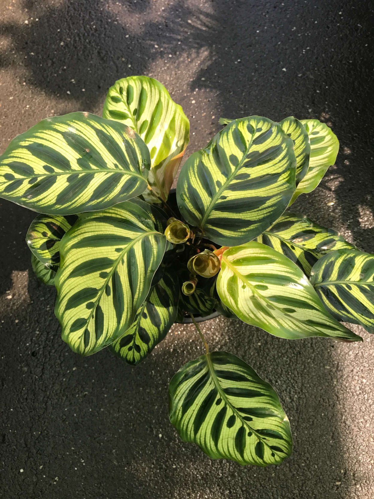 Маранта Макоя