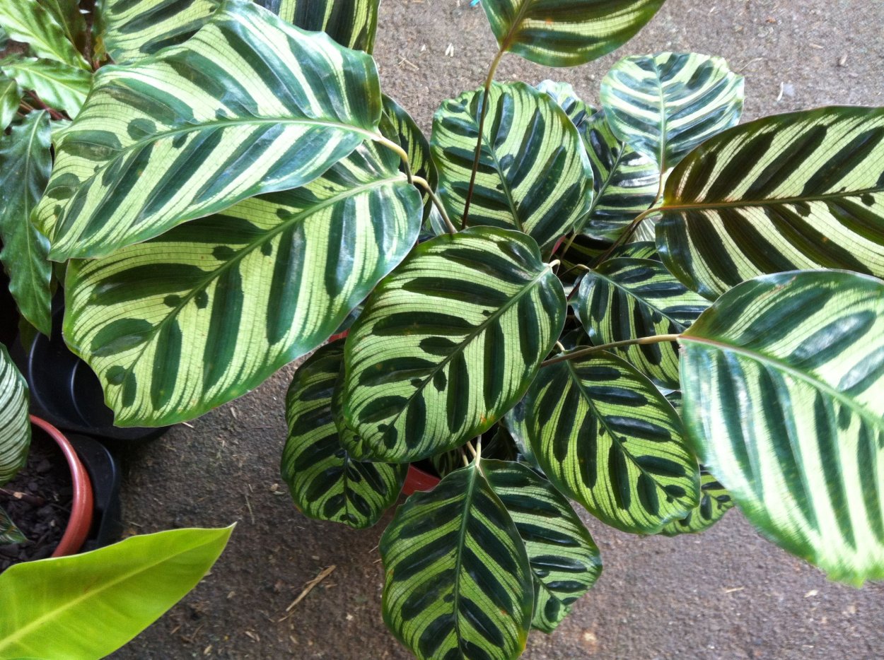 Калатея Макояна Керховеана