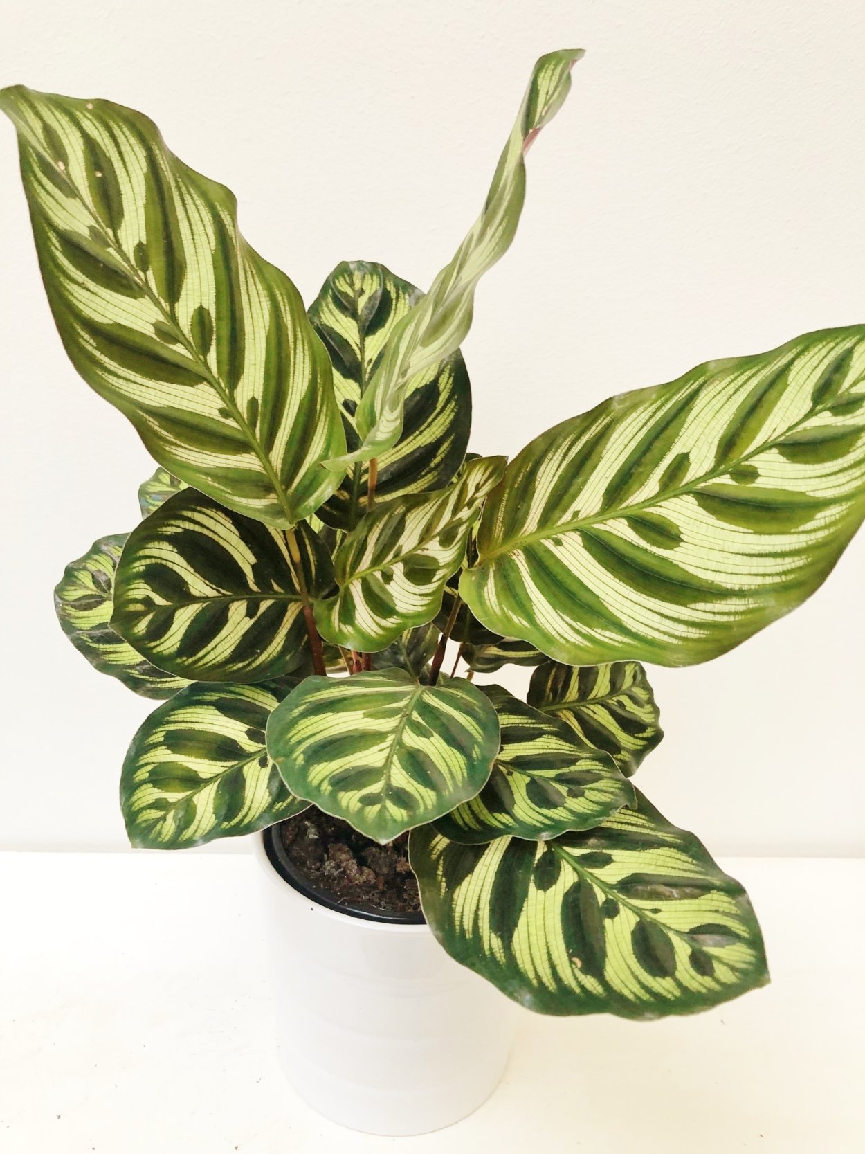 Калатея Макояна