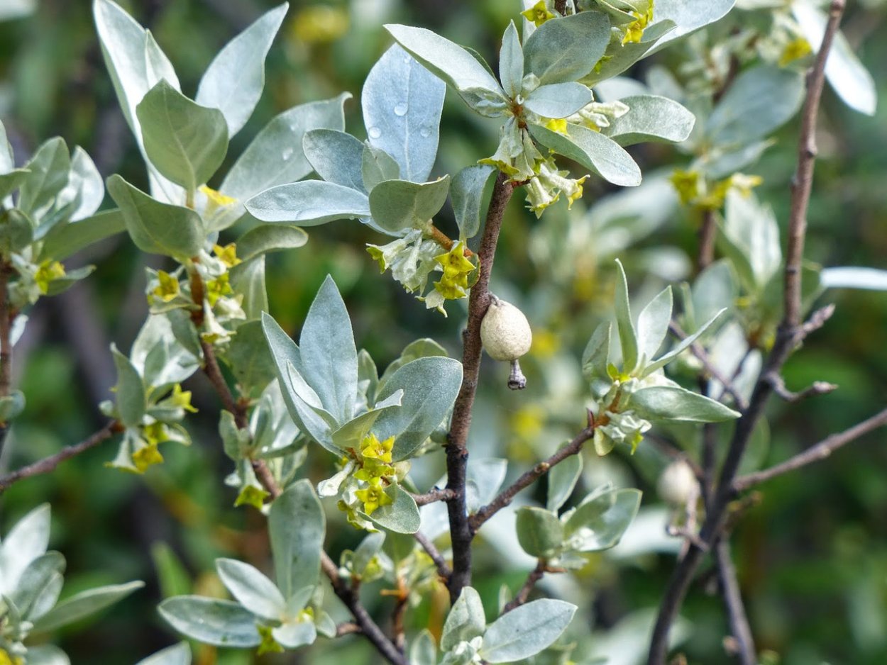 Лох серебристый (Elaeagnus commutata)