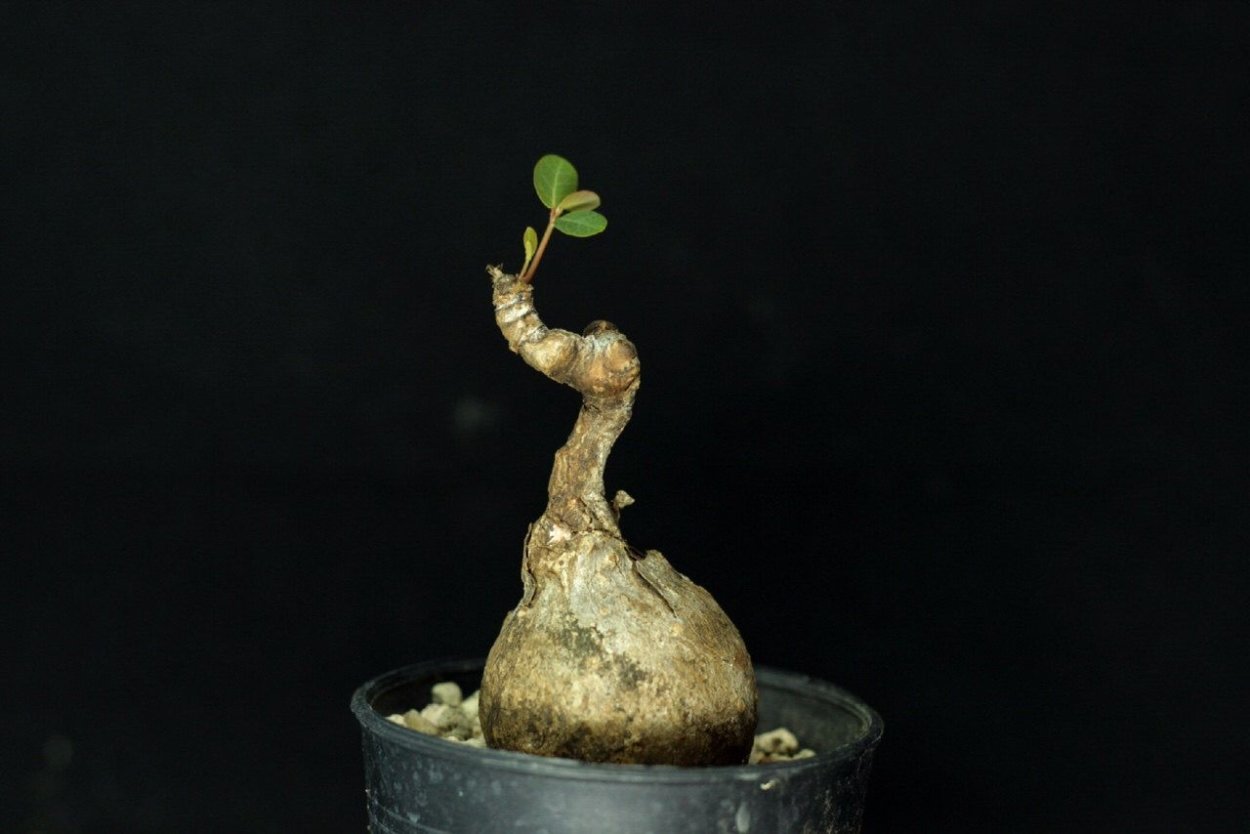 Филлантус мирабилис суккулент