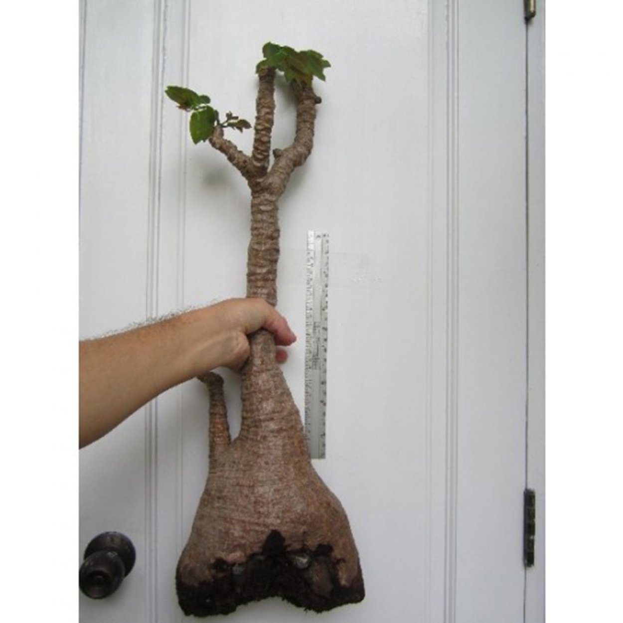 Филлантус каудекс