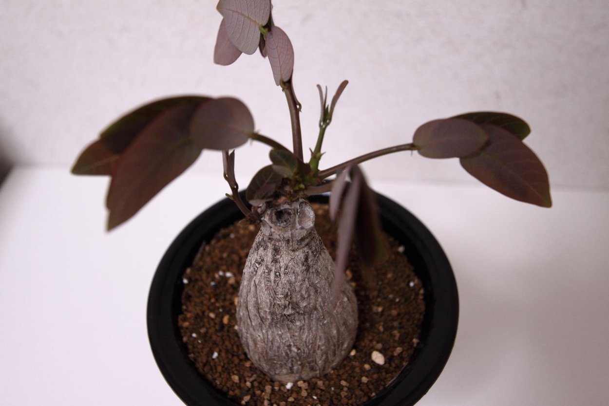 Phyllanthus Mirabilis