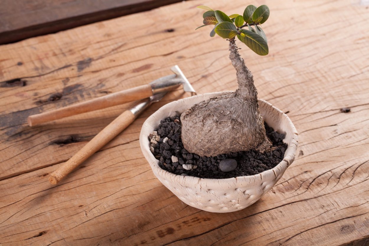 Семечко филлантус мирабилис