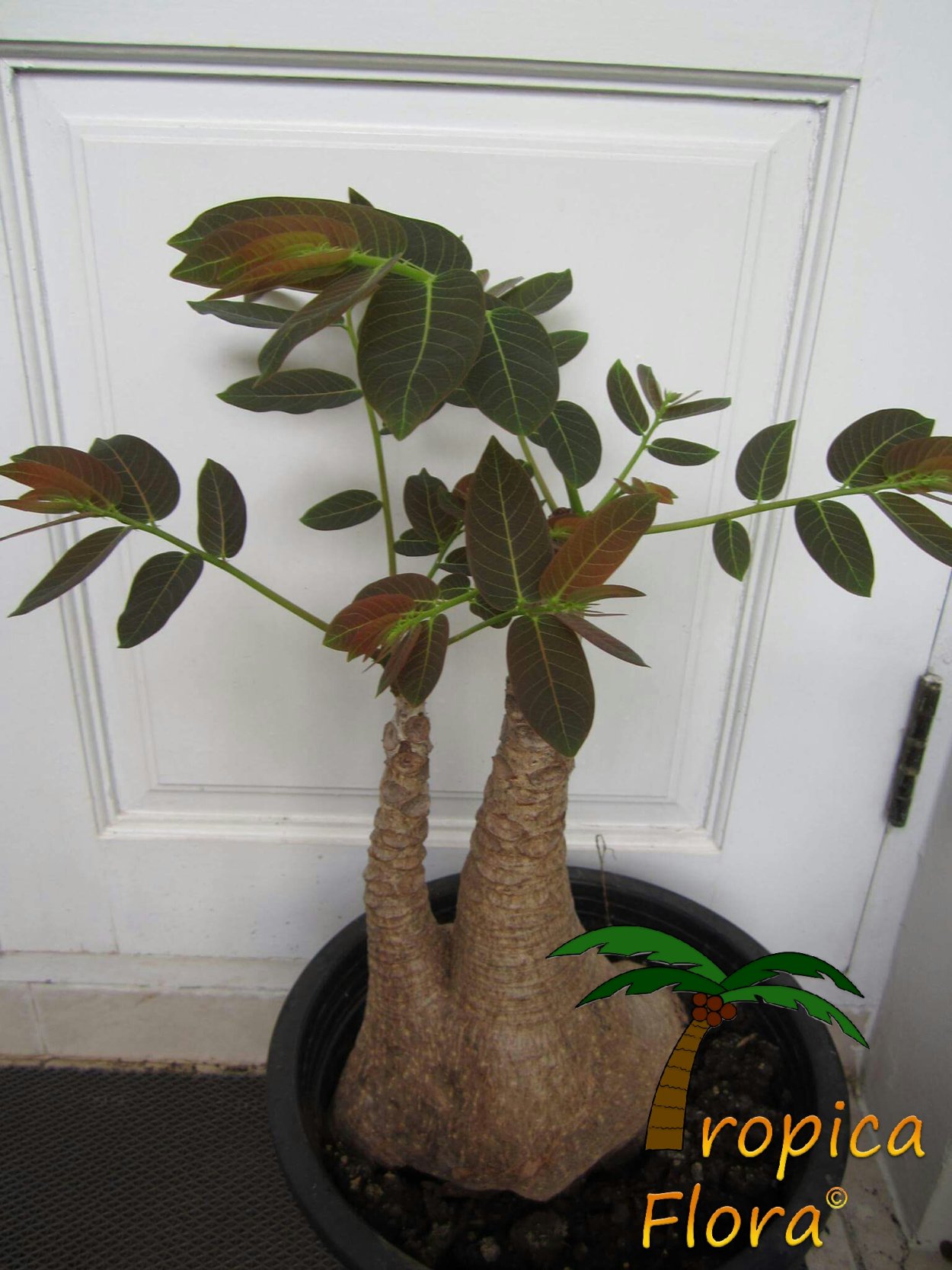 Phyllanthus Mirabilis (caudex Plant)