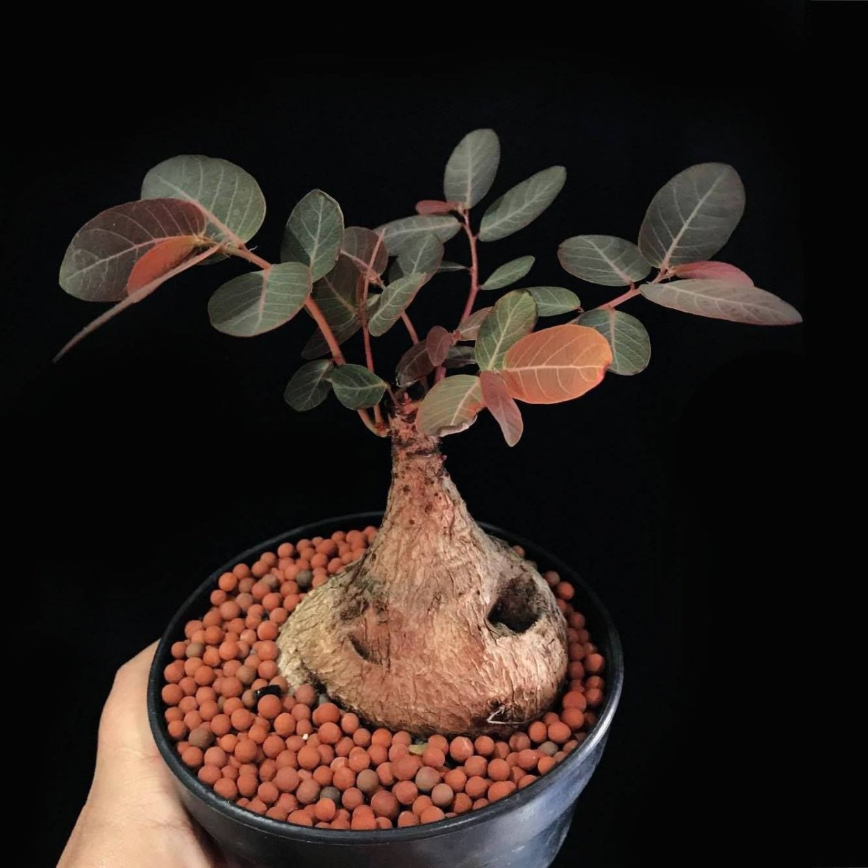 Phyllanthus каудекс