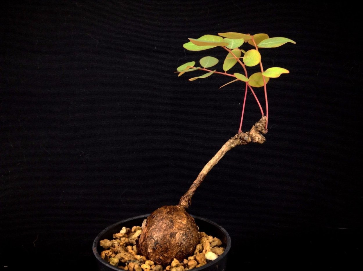 Phyllanthus Mirabilis (caudex Plant)