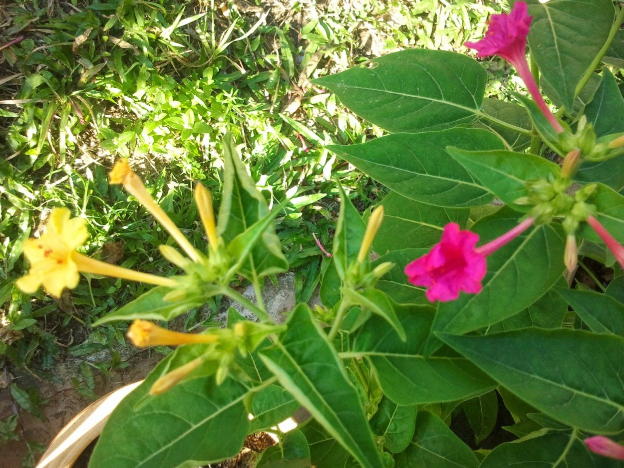 Мирабилис слабительный