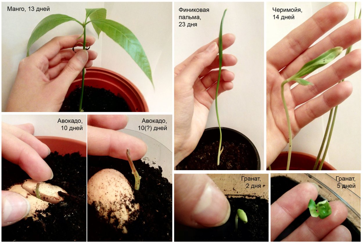 Черимойя Росток