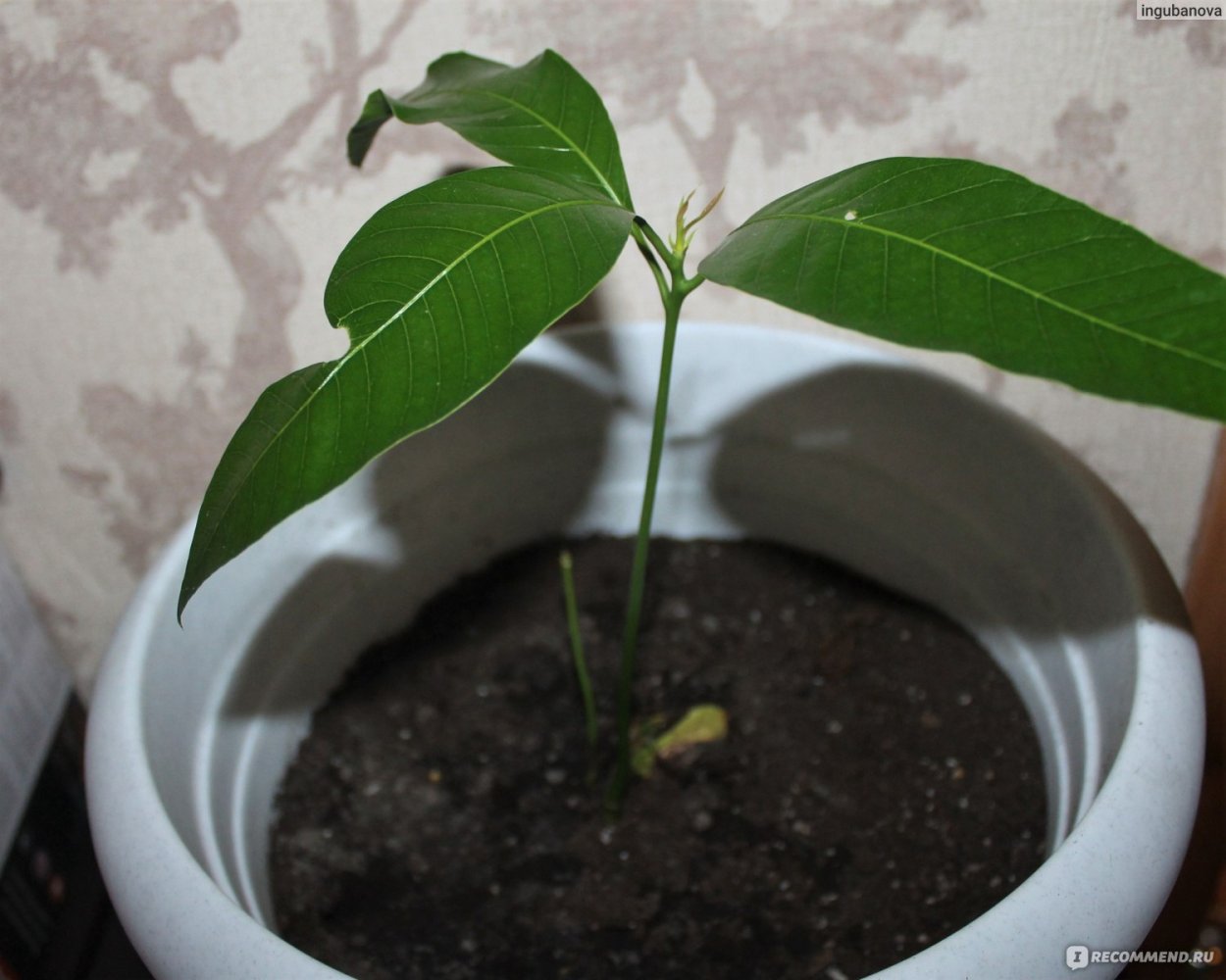 Фикус манго лиф