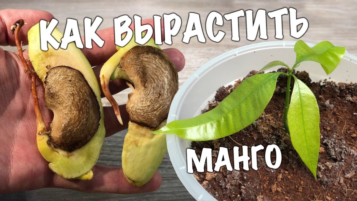 Манго из семян