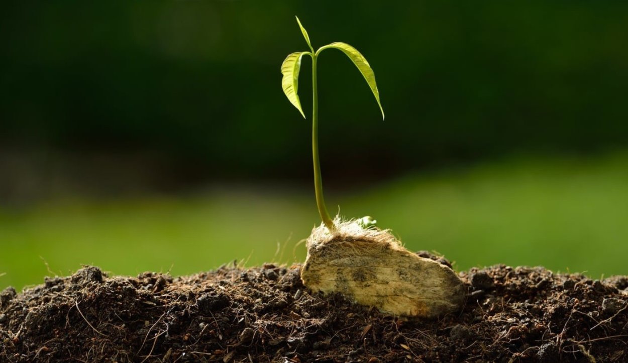 Росток из семечки