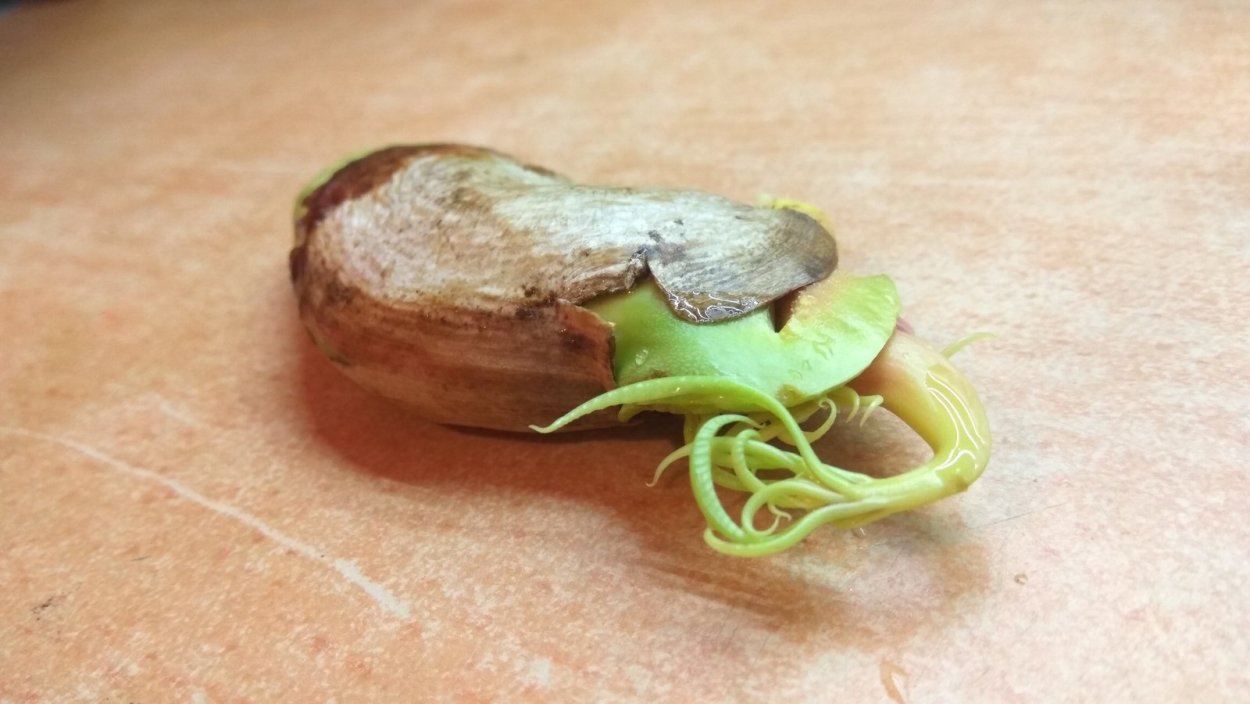 Прорастить семя манго