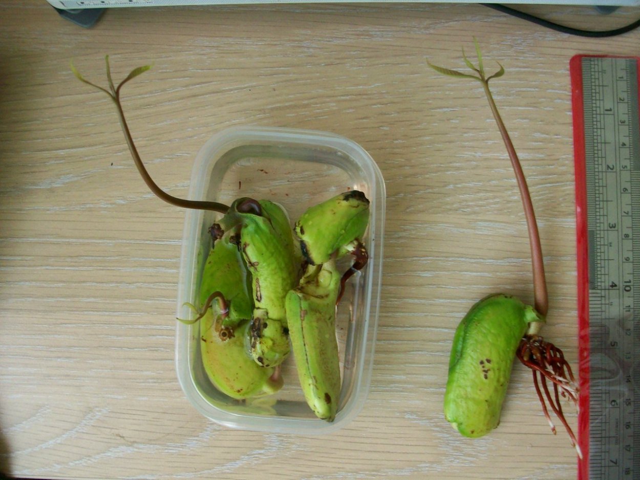 Проращивание косточки манго