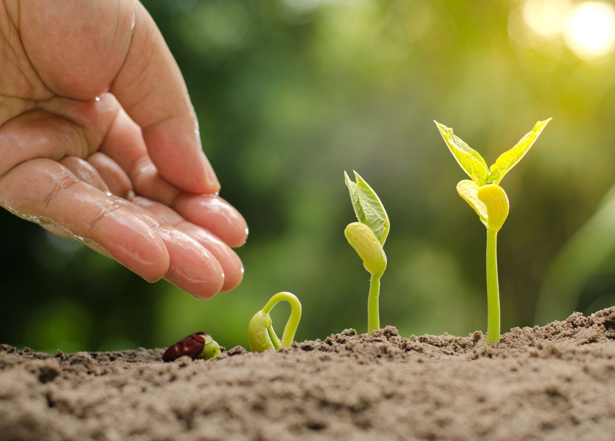 Зернышко из земли